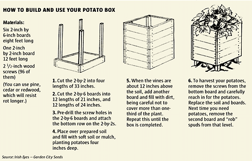 potato planting